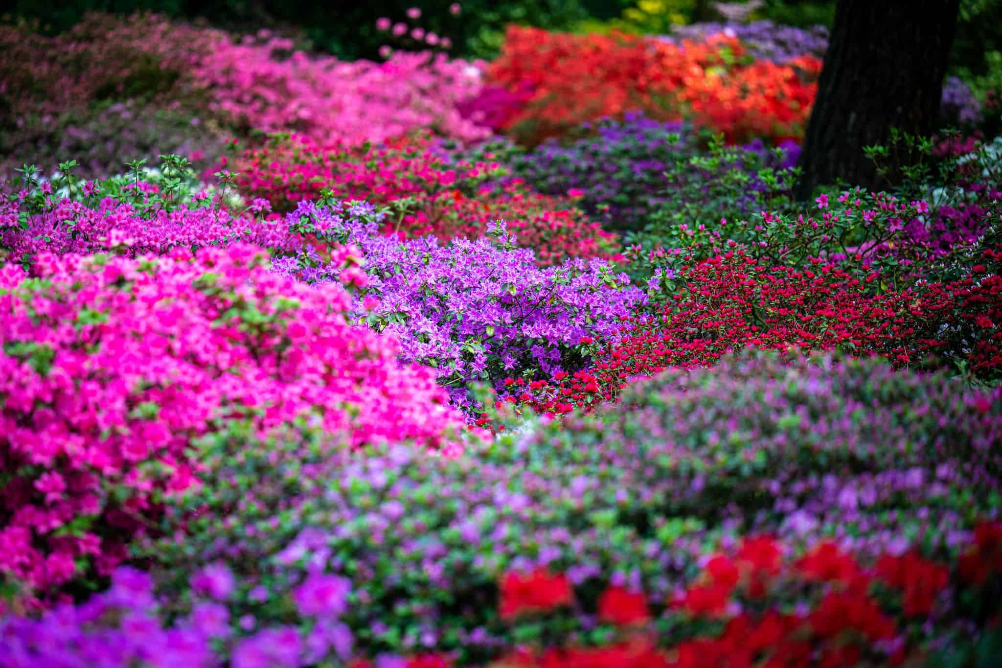 Frhe Blte im Rhododendron-Park