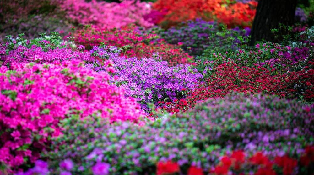 Die Sträucher im Bremer Rhododendron-Park blühen in diesem Jahr früher. / Foto: Sina Schuldt/dpa