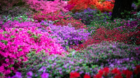 Die Sträucher im Bremer Rhododendron-Park blühen in diesem Jahr früher. / Foto: Sina Schuldt/dpa