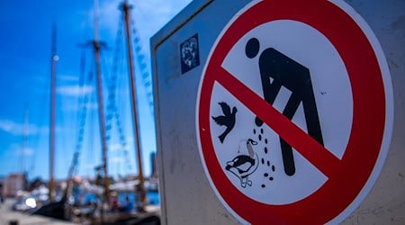 Ein Mann hat eine Anzeige bekommen, weil er Möwen gefüttert hat. (Archivfoto) / Foto: Jens Büttner/dpa
