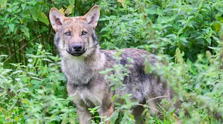 Nach Angaben der Landesjägerschaft gab es zuletzt 56 Wolfsrudel in Niedersachsen. (Archivbild) / Foto: Julian Stratenschulte/dpa