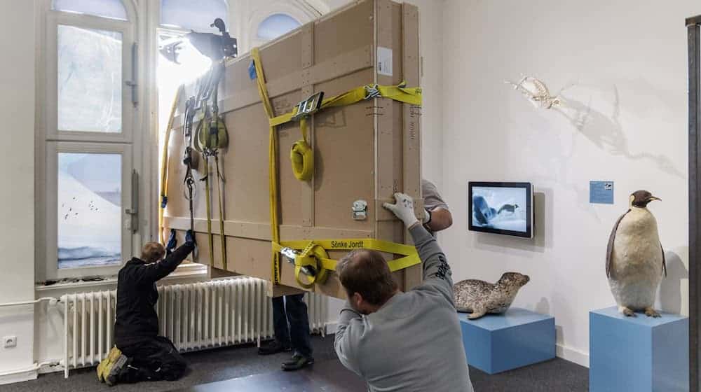 Das Fossil ist eine Dauerleihgabe des Naturhistorischen Museums Braunschweig. / Foto: Markus Scholz/dpa