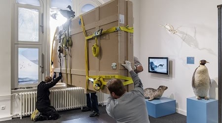 Das Fossil ist eine Dauerleihgabe des Naturhistorischen Museums Braunschweig. / Foto: Markus Scholz/dpa