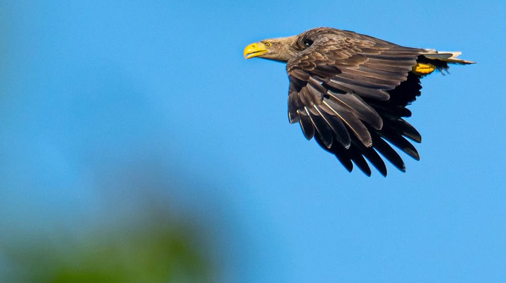 Lange Zeit waren Seeadler in der Region verschwunden. / Foto: Sina Schuldt/dpa
