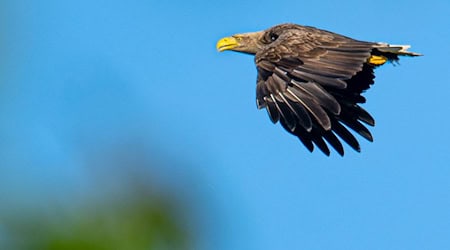 Lange Zeit waren Seeadler in der Region verschwunden. / Foto: Sina Schuldt/dpa