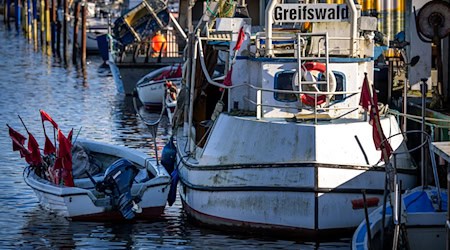 Für die Ostseefischer gibt es wegen der schlechten Entwicklung der Bestände im kommenden Jahr wohl nur wenig zu fangen (Archivbild). / Foto: Jens Büttner/dpa