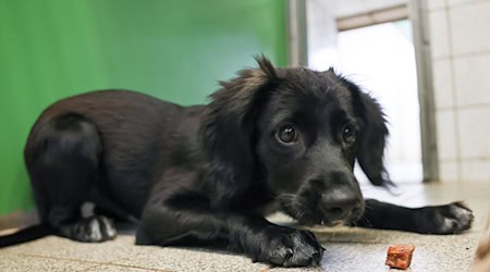 Die Stadt Uelzen schafft die Steuern für Hunde aus dem Tierheim ab. (Symbolfoto)  / Foto: Christian Charisius/dpa/dpa-tmn