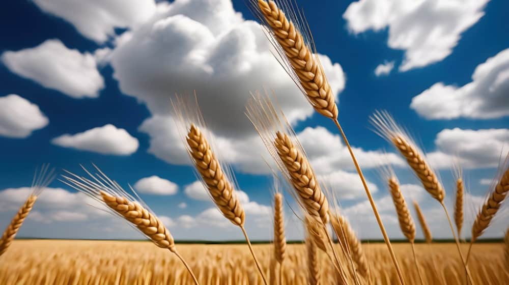 Bildnachweis: Foto Weizenfeld von Ray Shrewsberry, Lizenz erworben unter https://pixabay.com/de/illustrations/ai-generiert-weizen-feld-8942768