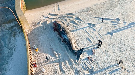 Der 14,3 Meter lange und tonnenschwere Walbulle war im Februar vor Hörnum (Sylt) aus der Nordsee an Land gezogen worden.  / Foto: Jonas Walzberg/dpa
