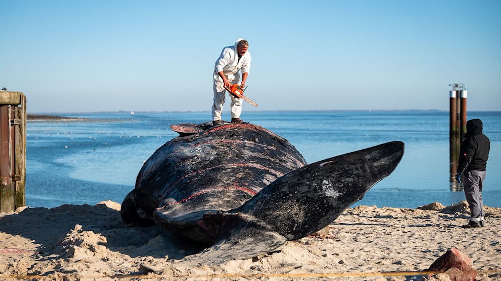 Im Februar war ein Pottwal-Kadaver vor Sylt geborgen und am Strand zerlegt worden.  / Foto: Jonas Walzberg/dpa