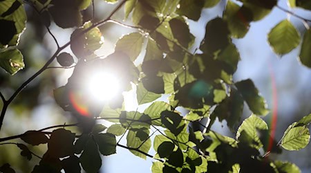Unter anderem wurden rund 12 Millionen Buchen gepflanzt. (Symbolbild) / Foto: Matthias Bein/dpa