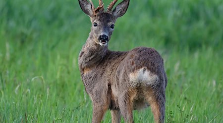 Rehe können schwimmen, aber nicht aus Hafenbecken klettern. Deshalb war das Tier auf menschliche Hilfe angewiesen (Symbolbild). / Foto: Patrick Pleul/dpa/ZB