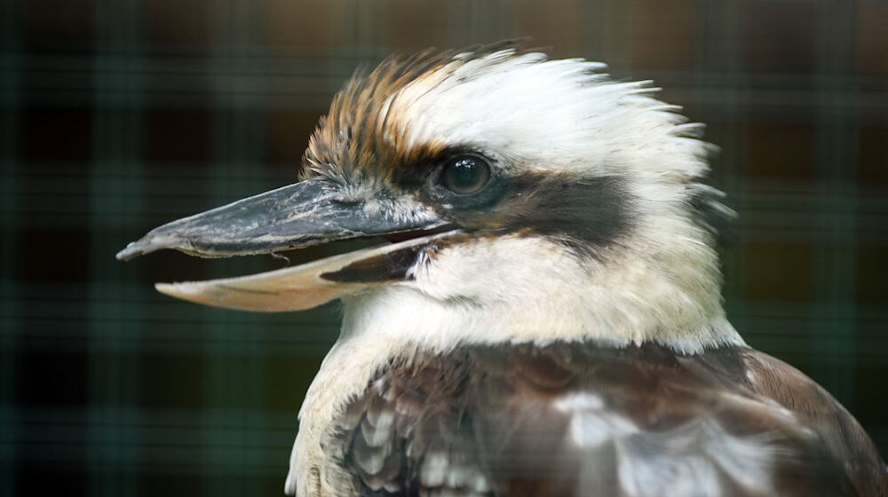 In dem Transporter befand sich unter anderem ein Jägerliest. (Symbolbild) / Foto: Soeren Stache/dpa-Zentralbild/dpa