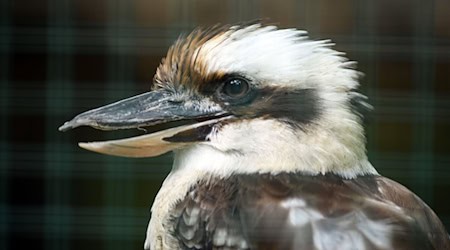 In dem Transporter befand sich unter anderem ein Jägerliest. (Symbolbild) / Foto: Soeren Stache/dpa-Zentralbild/dpa
