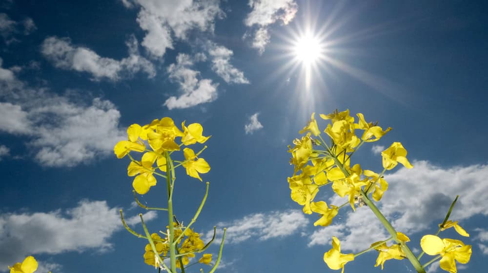 Am Muttertag rechnet der Deutsche Wetterdienst mit viel Sonnenschein und milden Temperaturen. / Foto: Sebastian Willnow/dpa
