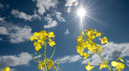 Am Muttertag rechnet der Deutsche Wetterdienst mit viel Sonnenschein und milden Temperaturen. / Foto: Sebastian Willnow/dpa