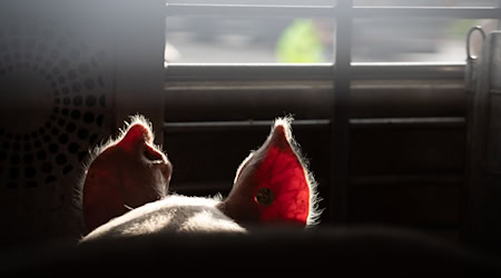 Die Tierschutzorganisation Animal Rights Watch spricht von einer «der umfangreichsten Aufdeckungen, die je aus der deutschen Tierhaltung ans Licht gekommen sind». (Symbolbild) / Foto: Friso Gentsch/dpa