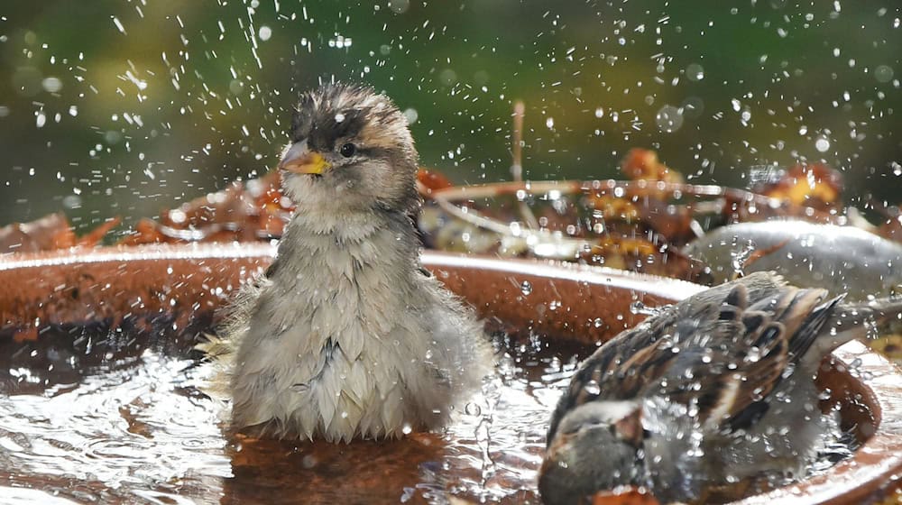 Tiertränken sollten laut dem Bremer Tierschutzverein flach sein und an schattigen Orten aufgestellt werden. (Symbolbild) / Foto: Waltraud Grubitzsch/dpa