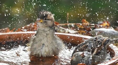 Tiertränken sollten laut dem Bremer Tierschutzverein flach sein und an schattigen Orten aufgestellt werden. (Symbolbild) / Foto: Waltraud Grubitzsch/dpa