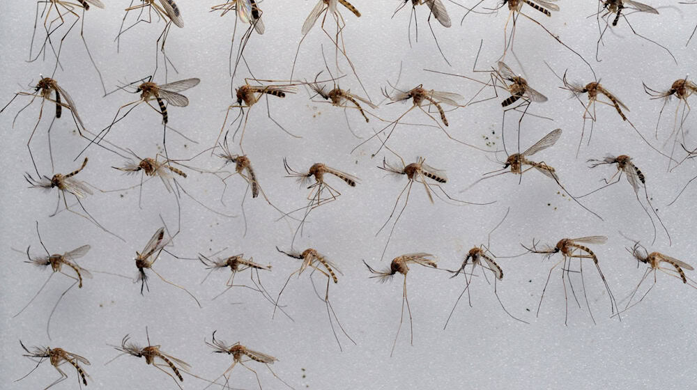 Die Gemeine Hausmücke (Culex pipiens) kommt in Deutschland sehr häufig vor. (Archivbild) / Foto: picture alliance / dpa