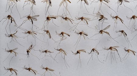 Die Gemeine Hausmücke (Culex pipiens) kommt in Deutschland sehr häufig vor. (Archivbild) / Foto: picture alliance / dpa