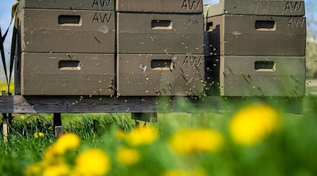 Rund 120 Gläser Honig haben die «Hafenbienen» in Bensersiel im vergangenen Jahr produziert. (Symbolbild) / Foto: Sina Schuldt/dpa