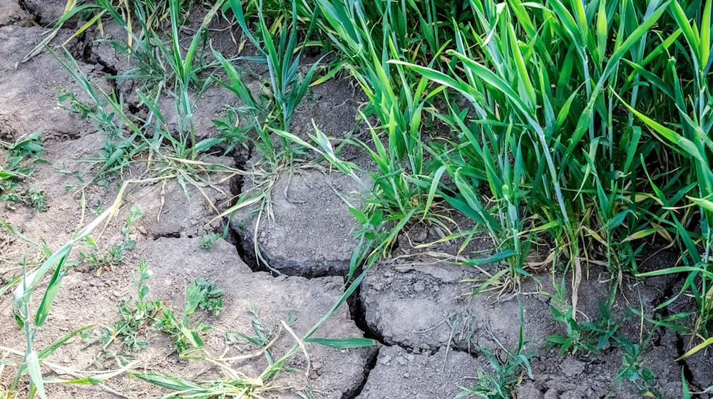 Trockenheit in der Region Osnabrück macht der Landwirtschaft zu schaffen. / Foto: Sina Schuldt/dpa