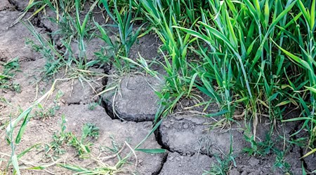 Trockenheit in der Region Osnabrück macht der Landwirtschaft zu schaffen. / Foto: Sina Schuldt/dpa