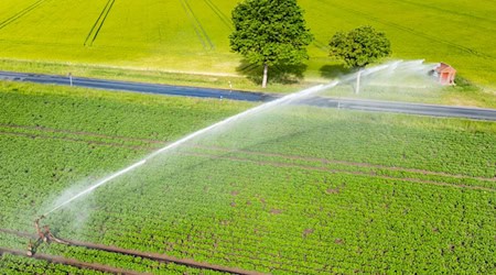 Ein Wassersprenger bewässert ein Feld in der Region Hannover. Erst in der zweiten Wochenhälfte soll etwas mehr Regen fallen.  / Foto: Julian Stratenschulte/dpa