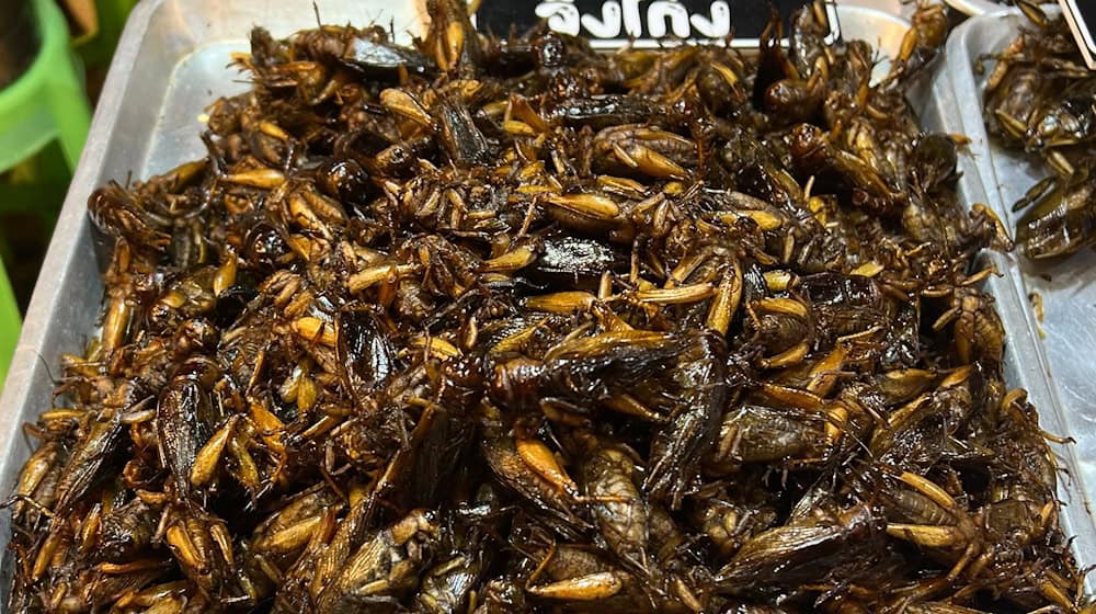 Insekten als Tierfutter könnten einen Beitrag zur Verringerung des CO2-Ausstoßes in der Lebensmittelproduktion leisten. (Symbolfoto) / Foto: Carola Frentzen/dpa