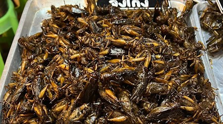Insekten als Tierfutter könnten einen Beitrag zur Verringerung des CO2-Ausstoßes in der Lebensmittelproduktion leisten. (Symbolfoto) / Foto: Carola Frentzen/dpa