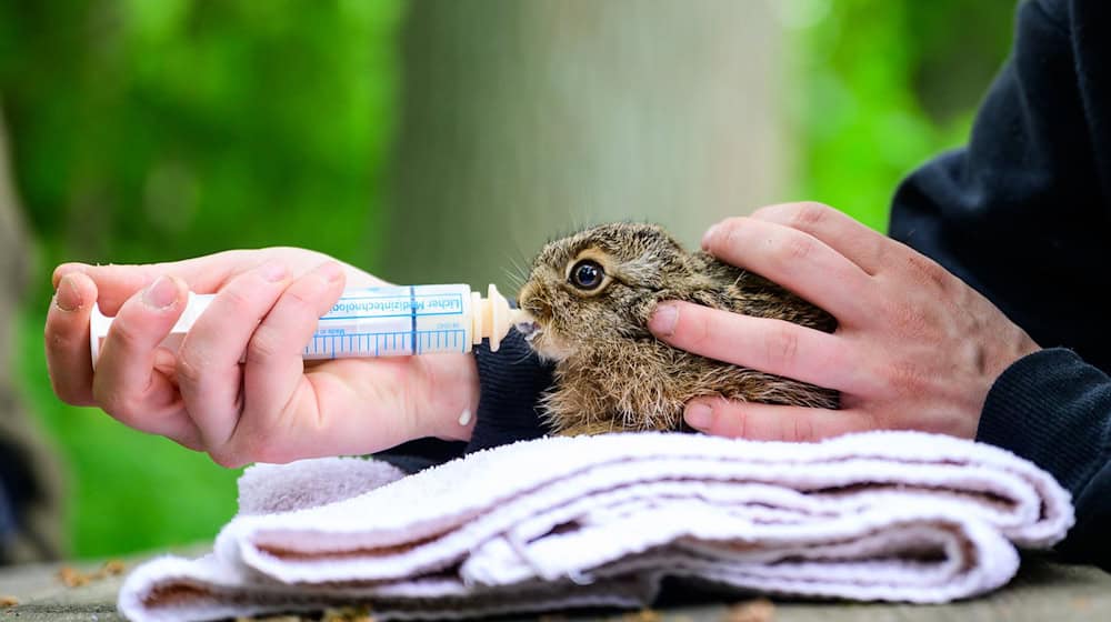 Die Wildtierhilfe Lüneburger Heide versorgt Tierbabys, die in der Natur nicht überleben würden.  / Foto: Philipp Schulze/dpa