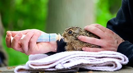 Die Wildtierhilfe Lüneburger Heide versorgt Tierbabys, die in der Natur nicht überleben würden.  / Foto: Philipp Schulze/dpa