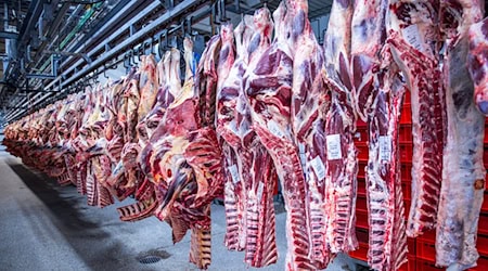 Nach Jahren rückläufiger Schlachtungen ist die Zahl der Schweineschlachtungen im vergangenen Jahr wieder leicht gestiegen. (Archivfoto)  / Foto: Jens Büttner/dpa