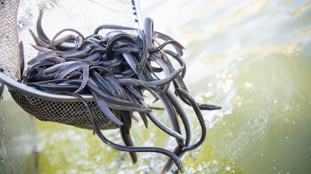 Der Europäische Aal hat die Fischproduktion in Niedersachsen 2024 dominiert. (Archivfoto)  / Foto: Sebastian Gollnow/dpa