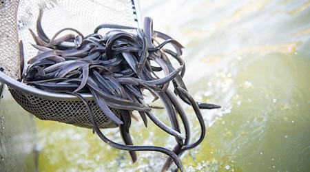 Der Europäische Aal hat die Fischproduktion in Niedersachsen 2024 dominiert. (Archivfoto)  / Foto: Sebastian Gollnow/dpa