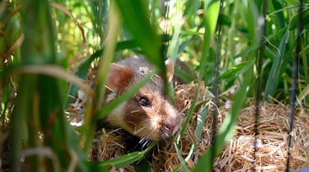 Im Auswilderungsgebiet in Göttingen leben derzeit schätzungsweise um die 30 Tiere. / Foto: Swen Pförtner/dpa