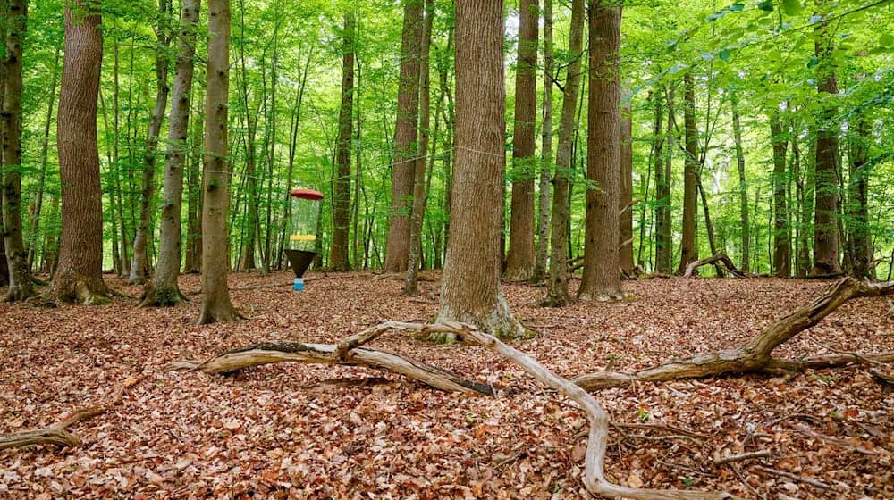 Das Monitoring soll neue Erkenntnisse für den naturnahen Waldbau und den integrativen Waldnaturschutz liefern. / Foto: Frank Molter/dpa
