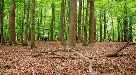Das Monitoring soll neue Erkenntnisse für den naturnahen Waldbau und den integrativen Waldnaturschutz liefern. / Foto: Frank Molter/dpa