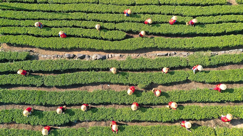 China hat im vergangenen Jahr rund 3,74 Millionen Tonnen Tee geerntet. (Archivbild) / Foto: Duan Junli/XinHua/dpa
