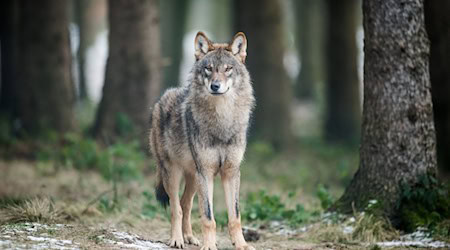 In einem Wald im Landkreis Vechta sind Fallen gefunden worden. (Archivbild) / Foto: Bernd Thissen/dpa