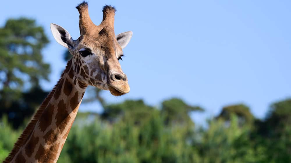 Im weitläufigen Zoo im niedersächsischen Hodenhagen leben drei Giraffenarten getrennt voneinander. Das ist nach Angaben des Serengeti-Parks einmalig. / Foto: Philipp Schulze/dpa