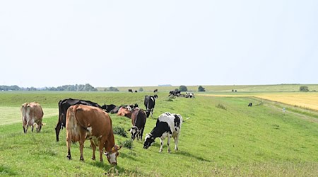 Kühe stehen bei strahlendem Sommerwetter in Dyksterhusen auf dem Deich. / Foto: Lars Penning/dpa