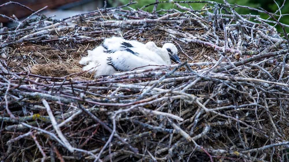 Die Jungtiere saßen nach Angaben der Feuerwehr in ihrem Nest fest, da die Storchenmutter sie nicht mehr versorgen konnte. (Symbolbild) / Foto: Jens Büttner/dpa