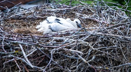 Die Jungtiere saßen nach Angaben der Feuerwehr in ihrem Nest fest, da die Storchenmutter sie nicht mehr versorgen konnte. (Symbolbild) / Foto: Jens Büttner/dpa