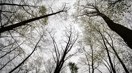 Die Leiche wurde im Reinhäuser Wald gefunden. Dort wachsen unter anderem Buchen. (Archivbild) / Foto: Swen Pförtner/dpa