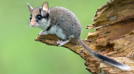 Die Lebensräume des Gartenschläfers werden kleiner. / Foto: Jiří Bohdal/naturfoto.cz/dpa