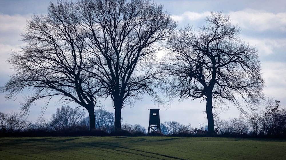 Zuletzt wurden Goldschakale in Niedersachsen 2024 gesichtet. (Symbolbild) / Foto: Jens Büttner/dpa