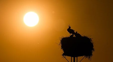 Nach Angaben des Umweltministeriums ist die Temperatur in Niedersachsen um 1,9 Grad seit 1881 angestiegen. Das zwingt die Kommunen zu mehr Hitzeplanung. (Symbolbild) / Foto: Julian Stratenschulte/dpa