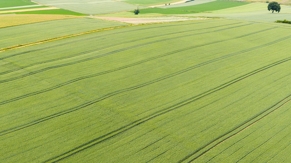 Die Getreideernte steht in Niedersachsen in wenigen Wochen an.  / Foto: Julian Stratenschulte/dpa